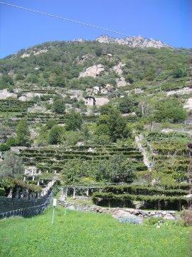 I vigneti di Donnas che producono il vino Donnaz DOC (35450 bytes)